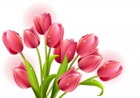 tulipany